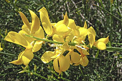 Photo: Scotch broom flowers. Link to photo information